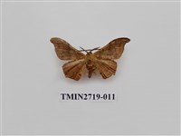 藏品(尺蛾270)的圖片